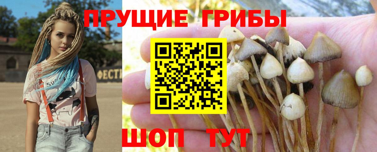 Псилоцибиновые грибы Cubensis Тихорецк